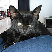 Salem participe au concours pour gagner de l'argent avec cette photo : black_cat, kitten, close_up, indoor, pet, yellow_eyes, fur, animal, cute, relaxed, whiskers, claws, floor_tiles, furniture, home, domestic, portrait, resting, mammal, young