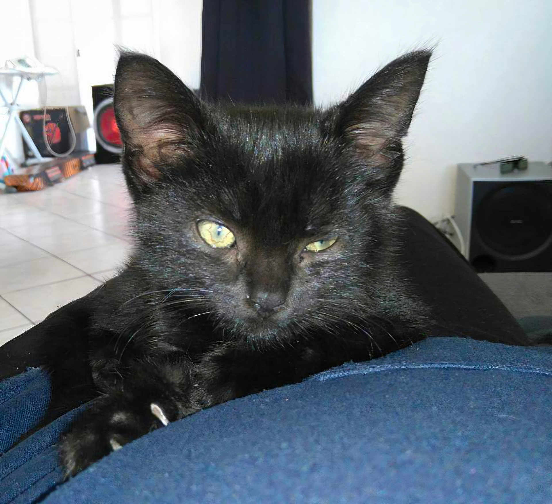 Salem participe au concours pour gagner de l'argent avec cette photo : black_cat, kitten, close_up, indoor, pet, yellow_eyes, fur, animal, cute, relaxed, whiskers, claws, floor_tiles, furniture, home, domestic, portrait, resting, mammal, young