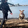 person, dog, leash, log, rocks, water, bridge, sky, urban, outdoor, curly_hair, black_hoodie, casual_clothing, happy_dog, sitting, daytime, cityscape, side_view, smile, nature
