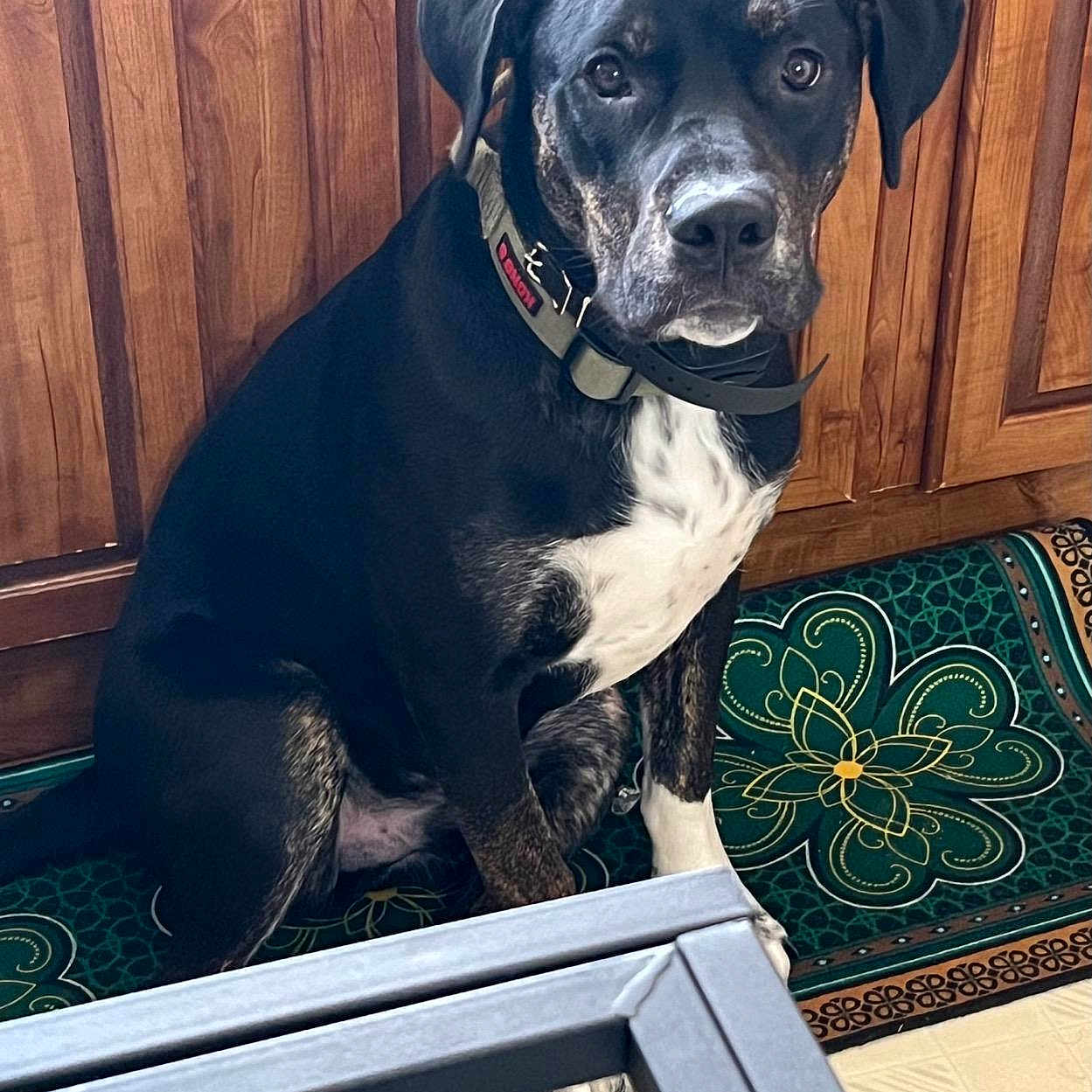 Benson is registered to the contest to win money with this photo: animal, boxer, bulldog, canine, dog, dogbed, doormat, greatdane, hardwood, hound, indoors, interiordesign, labradorretriever, mat, pet, pointer, puppy, snout, stainedwood, wood