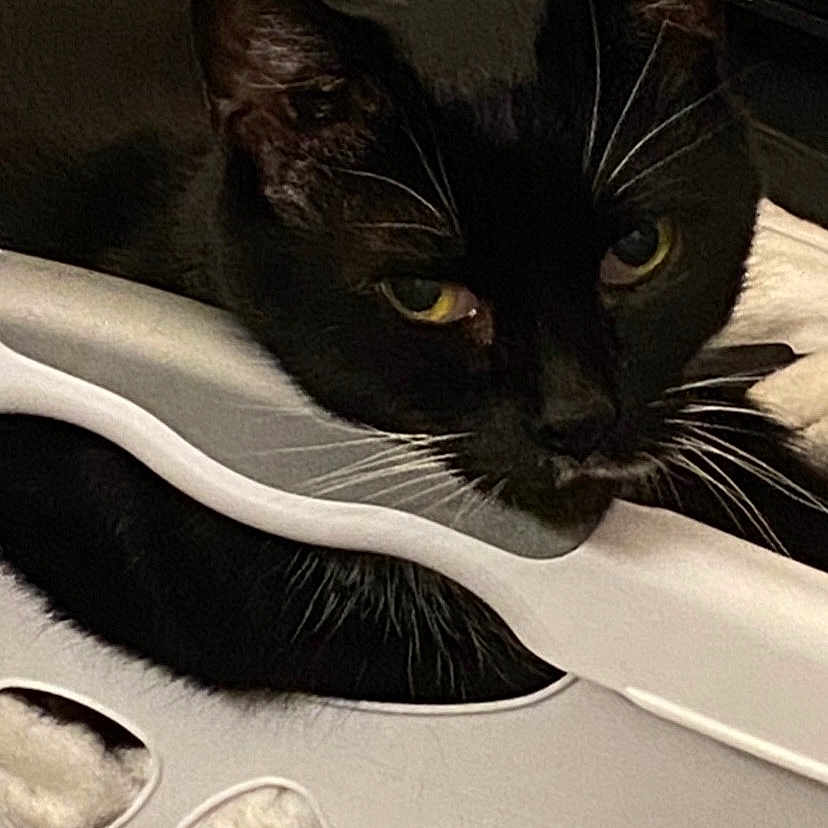 Tinsel joined the competition — help win amazing prizes! abyssinian, animal, blackcat, cat, drawer, egyptiancat, furniture, kitten, manx, pet