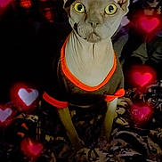 Lucian is registered to the contest to win money with this photo: animal, black_shirt, blanket, cat, close_up, cozy, cute, furniture, glowing_hearts, hairless_cat, hearts, indoor, orange_trim, patterned_blanket, pet, plaid_cloth, portrait, room, sphynx_cat, yellow_eyes