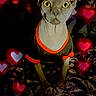 sphynx_cat, cat, hairless_cat, pet, animal, black_shirt, orange_trim, blanket, hearts, glowing_hearts, indoor, furniture, plaid_cloth, yellow_eyes, close_up, portrait, cozy, room, patterned_blanket, cute