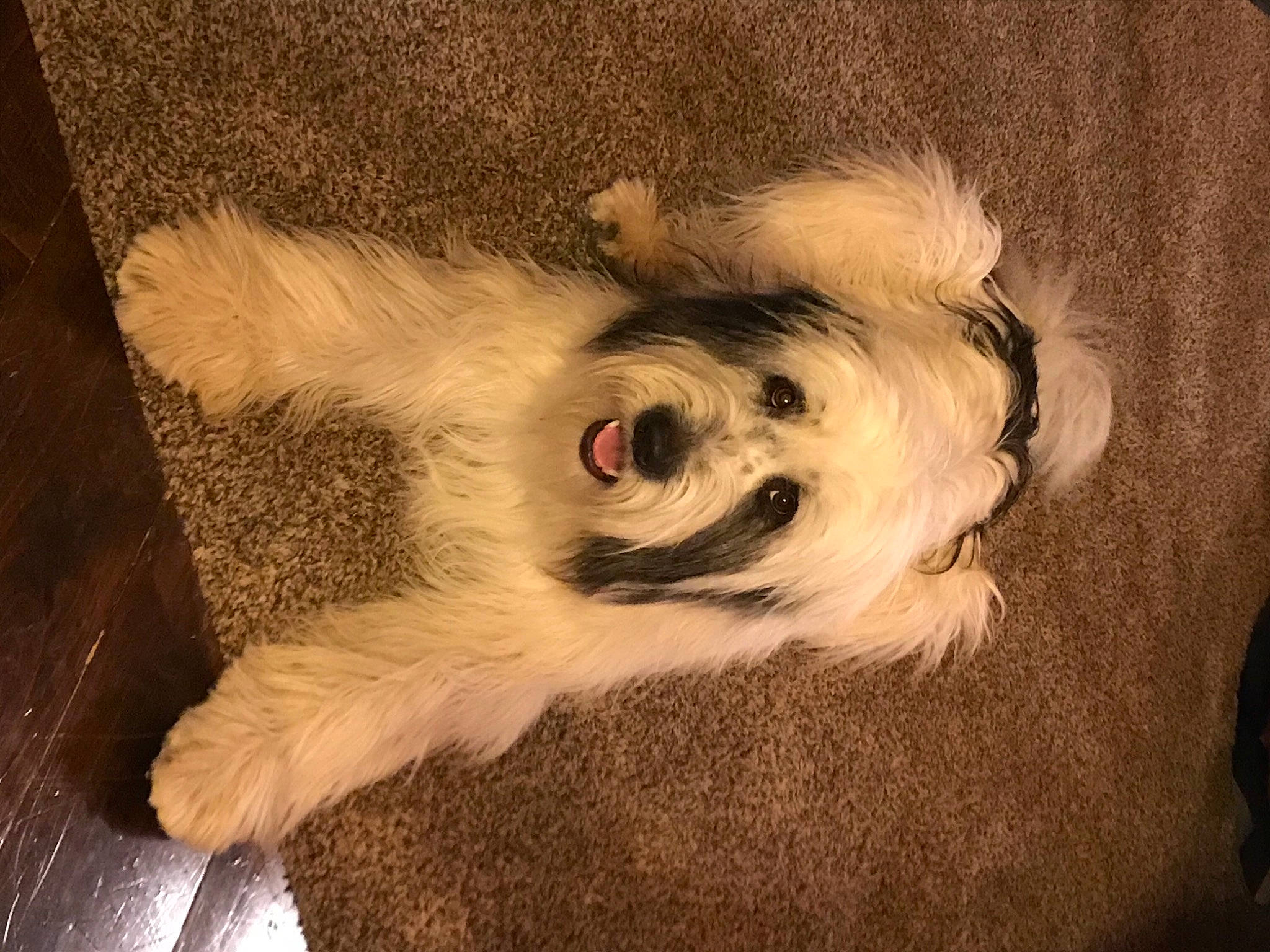 Max Freckles joined the competition — help win amazing prizes! canidae, carnivore, companion_dog, dog, dog_breed, dog_clothes, dog_supply, fur, non_sporting_group, pet_supply, puppy, small_terrier, snout, sporting_group, terrier, tibetan_terrier, toy_dog, west_highland_white_terrier, working_animal, working_dog