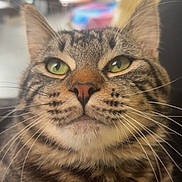Simba a rejoint le concours — aidez-le/la à gagner de superbes lots ! blurred_background, cat, close_up, curious, domestic_cat, ears, face, feline, fur, green_eyes, home_interior, indoor, mammal, nose, pet, portrait, sitting, stripes, tabby_cat, whiskers
