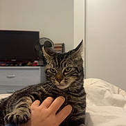 Simba participe au concours pour gagner de l'argent avec cette photo : cat, tabby, hand, bed, blanket, indoor, furniture, television, sleeve, person, resting, comfort, pet, animal, white, gray, striped, paw, relaxed, blurred_background