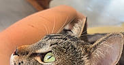 Simba participe au concours pour gagner de l'argent avec cette photo : cat, tabby_cat, pet, feline, green_eyes, whiskers, large_ears, striped_fur, brown_fur, close_up, portrait, indoor, home, cuddling, being_held, relaxed, looking_up, cozy, animal, photography