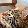 Simba a rejoint le concours — aidez-le/la à gagner de superbes lots ! cat, tabby, pet, animal, green_eye, whiskers, ears, fur, striped_fur, close_up, portrait, side_profile, indoor, home, furniture, wooden_table, cushion, cozy, looking_up, photography