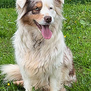 Orphée participe au concours pour gagner de l'argent avec cette photo : dog, puppy, fluffy, long_hair, sitting, panting, open_mouth, tongue, heterochromia, brown_and_white, outdoor, grass, wildflowers, garden, fence, portrait, pet, animal, happy, close_up