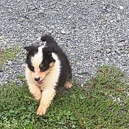 Aïka a rejoint le concours — aidez-le/la à gagner de superbes lots ! adorable, animal, black_and_white, canine, cute, dog, fur, grass, grass_patch, greenery, ground, happy, nature, outdoor, pet, playful, puppy, small, walking, young