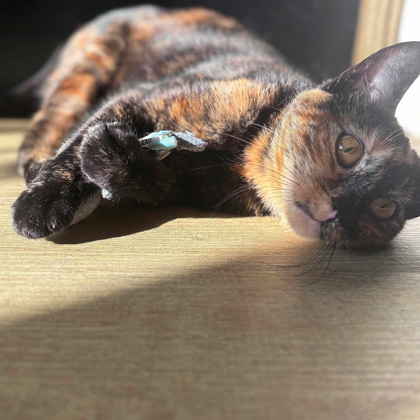 Mimousse