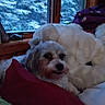 animal, bed, blanket, cozy, curtain, dog, fur, green, home, indoor, pet, pillow, purple, red, relaxing, resting, snow, warm, window, wood