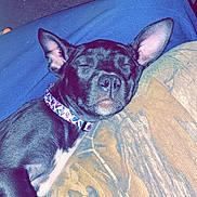 Luna is registered to the contest to win money with this photo: dog, sleeping, black_dog, collar, blanket, indoors, pet, resting, close_up, cute, animal, canine, fur, ears, peaceful, relaxed, lying_down, snout, nostrils, napping