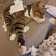 Tommy is registered to the contest to win money with this photo: cat, tabby, striped, pet, indoor, couch, relaxed, paw, collar, white_paper, carpet, furniture, cozy, sleepy, stretching, home, feline, cute, playful, resting