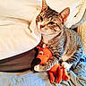 Tommy joined the competition — help win amazing prizes! cat, tabby_cat, plush_toy, scooby_doo, bed, blanket, pillow, indoor, pet, animal, feline, cozy, cute, snuggling, soft_toys, resting, home, comfort, playful, fur