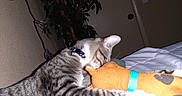 Tommy is registered to the contest to win money with this photo: animal, bed, blanket, cat, collar, cozy, decorative_lights, domestic, door, feline, indoor, pet, plant, plush_toy, resting, snuggling, striped, stuffed_animal, tabby_cat, wall