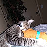 animal, bed, blanket, cat, collar, cozy, decorative_lights, domestic, door, feline, indoor, pet, plant, plush_toy, resting, snuggling, striped, stuffed_animal, tabby_cat, wall