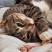 Tommy is registered to the contest to win money with this photo: animal, blanket, cat, close_up, cozy, cute, eyes, face, fur, indoors, nose, paw, pet, pink_paw_pads, relaxed, resting, sleeping, soft, tabby, whiskers