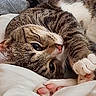 animal, blanket, cat, close_up, cozy, cute, eyes, face, fur, indoors, nose, paw, pet, pink_paw_pads, relaxed, resting, sleeping, soft, tabby, whiskers