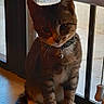 Tommy joined the competition — help win amazing prizes! animal, bell, cat, collar, curious, daylight, domestic_animal, ears, feline, home, indoor, looking, paws, pet, shadows, sitting, tabby, whiskers, window, windowsill