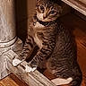 Tommy joined the competition — help win amazing prizes! animal, banister, bell, brown, cat, close_up, collar, curious, feline, home, indoor, looking, pet, rustic, sitting, tabby_cat, white, white_paws, wood, wooden_floor
