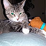 Tommy joined the competition — help win amazing prizes! cat, tabby_cat, indoor, plush_toy, dog_toy, cushion, flash, green_eyes, whiskers, paw, feline, pet, animal, closeup, blurred, shadow, wall, door, collar, relaxing