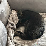 Tuukka is registered to the contest to win money with this photo: animal, black_cat, blanket, cat, comfort, couch, cozy, cute, domestic_animal, feline, fur, fur_texture, indoor, nap, paw, pet, relaxing, resting, sleeping, soft