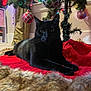 Tuukka joined the competition — help win amazing prizes! accessories, animal, architecture, art, balloon, blackcat, building, cat, couch, fir, furniture, indoors, manx, ornament, painting, pet, plant, pottedplant, sphere, tree