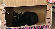 Tuukka is registered to the contest to win money with this photo: animal, black_cat, box_opening, cardboard_box, carpet, cat, cozy, curious, cute, feline, hand, home, indoor, organic_snacks, pet, pink_nails, playing, relaxed, resting, yellow_eyes