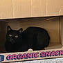animal, black_cat, box_opening, cardboard_box, carpet, cat, cozy, curious, cute, feline, hand, home, indoor, organic_snacks, pet, pink_nails, playing, relaxed, resting, yellow_eyes