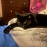 black_cat, cat, feline, pet, animal, yellow_eyes, lying_down, relaxed, blanket, bed, cozy, bedroom, indoor, furniture, dresser, pink_fan, home, warm_lighting, portrait, long_whiskers