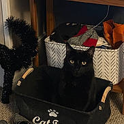Tuukka joined the competition — help win amazing prizes! animal, black_cat, black_cat_decoration, carpet, cat, cat_toys, clothing_basket, cozy, curious_cat, cute, decor, domestic_cat, felt_basket, furniture, home, indoor, pet, shoes, sitting, yellow_eyes