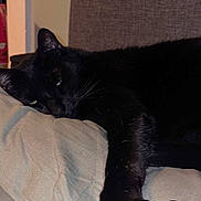 Tuukka joined the competition — help win amazing prizes! black_cat, cat, close_up, couch, cozy, cushion, doodle, feline, fur, furniture, indoor, napping, paw, pet, pillow, portrait, relaxed, sleeping, sticker, whiskers