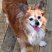 Molly joined the competition — help win amazing prizes! animal, brown_fur, canine, closeup, daylight, dog, domestic_animal, ears, fur, happy, looking_up, outdoor, paw, pet, playful, smiling, tail, tongue, white_fur, wooden_deck