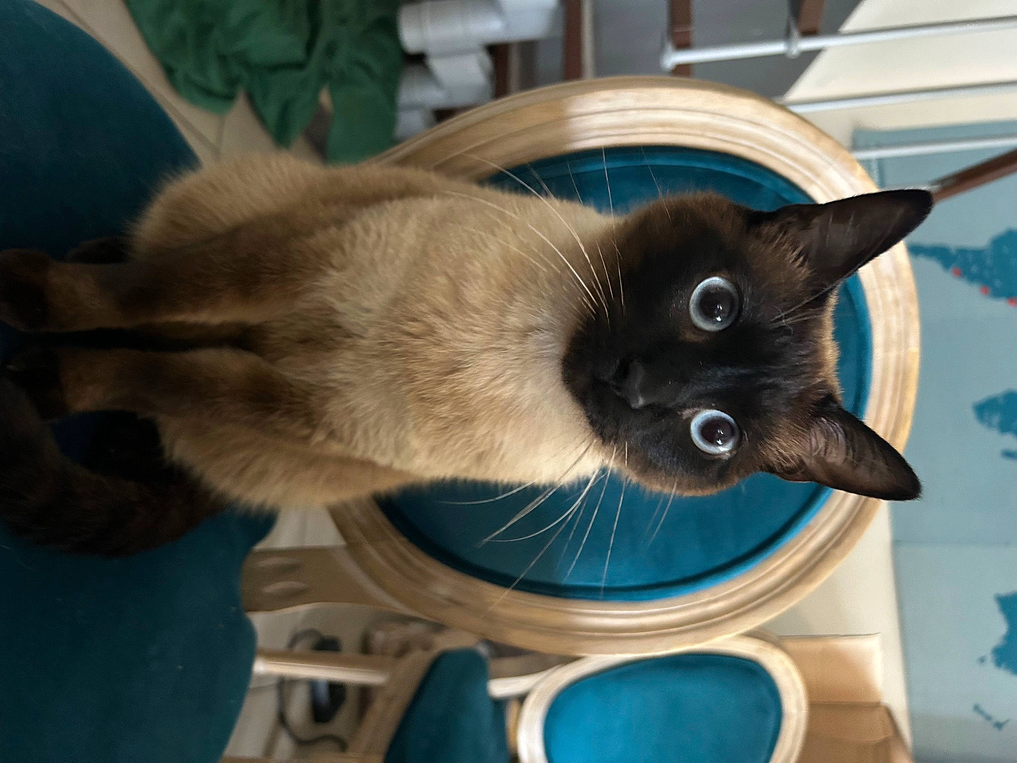 Boo a rejoint le concours — aidez-le/la à gagner de superbes lots ! balinese, birman, carnivore, cat, comfort, domestic_short_haired_cat, electric_blue, fawn, felidae, fur, iris, plant, siamese, small_to_medium_sized_cats, snout, tail, thai, whiskers