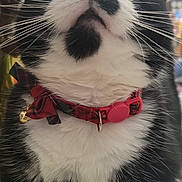 Kobe joined the competition — help win amazing prizes! cat, tuxedo_cat, close_up, whiskers, collar, bell, pet, indoor, desk, papers, sticky_notes, black_and_white, fur, looking_up, curious, animal, feline, cute, domestic_cat, portrait