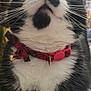 cat, tuxedo_cat, close_up, whiskers, collar, bell, pet, indoor, desk, papers, sticky_notes, black_and_white, fur, looking_up, curious, animal, feline, cute, domestic_cat, portrait