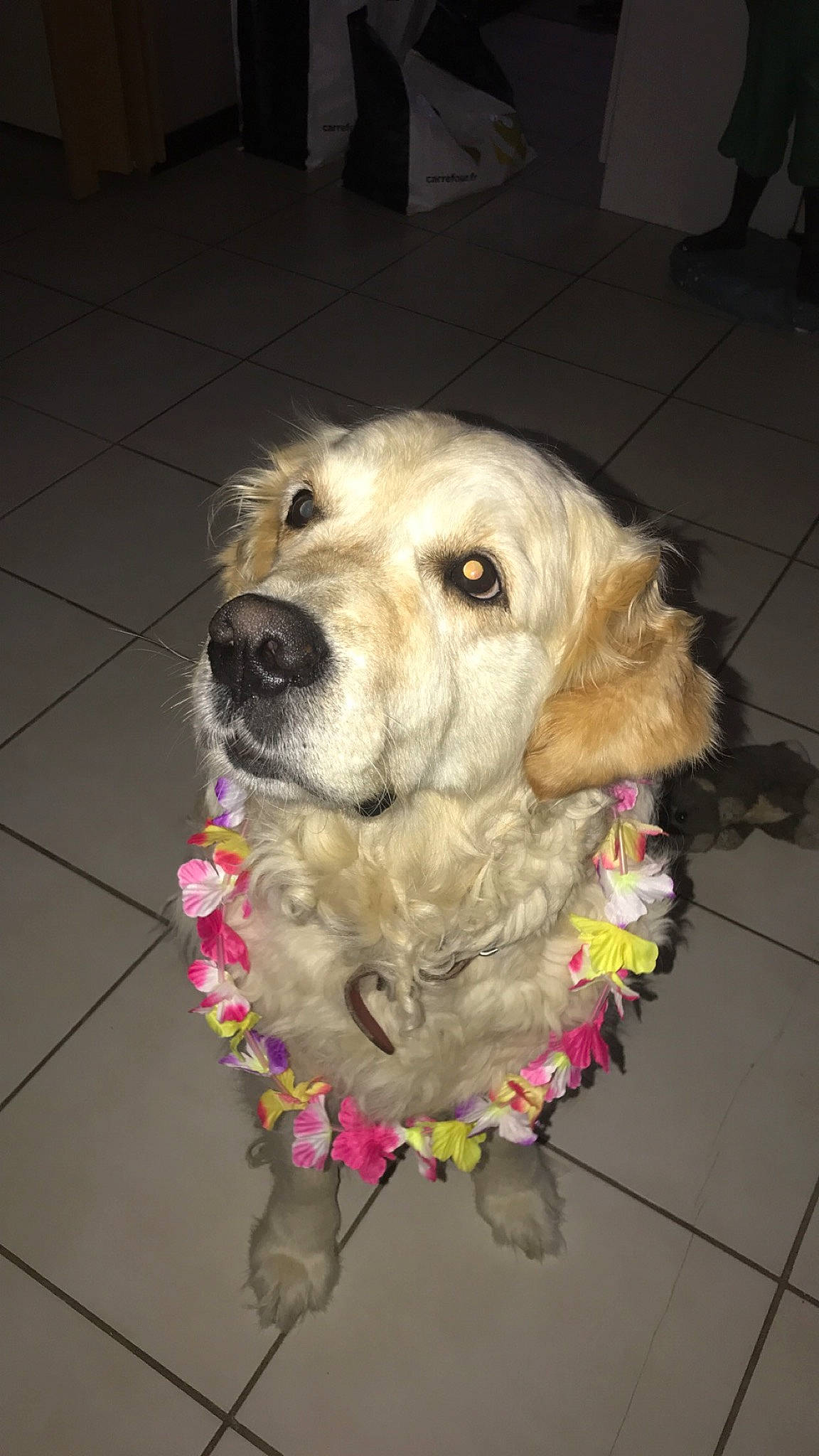 Horka a rejoint le concours — aidez-le/la à gagner de superbes lots ! canidae, carnivore, collar, companion_dog, dog, dog_breed, dog_collar, dog_supply, floor, flooring, fur, leash, pet_supply, retriever, snout, sporting_group, tile, tile_flooring, whiskers, working_animal