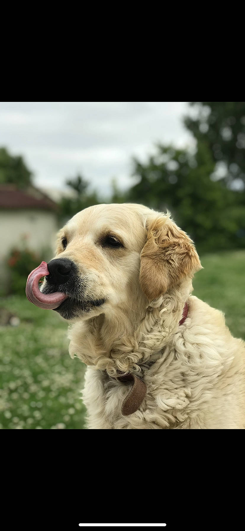 Horka participe au concours pour gagner de l'argent avec cette photo : beige, canidae, carnivore, cocker_spaniel, collar, companion_dog, dog, dog_breed, dog_collar, fawn, fur, golden_retriever, gun_dog, labrador_retriever, mammal, retriever, snout, sporting_group, whiskers, working_animal