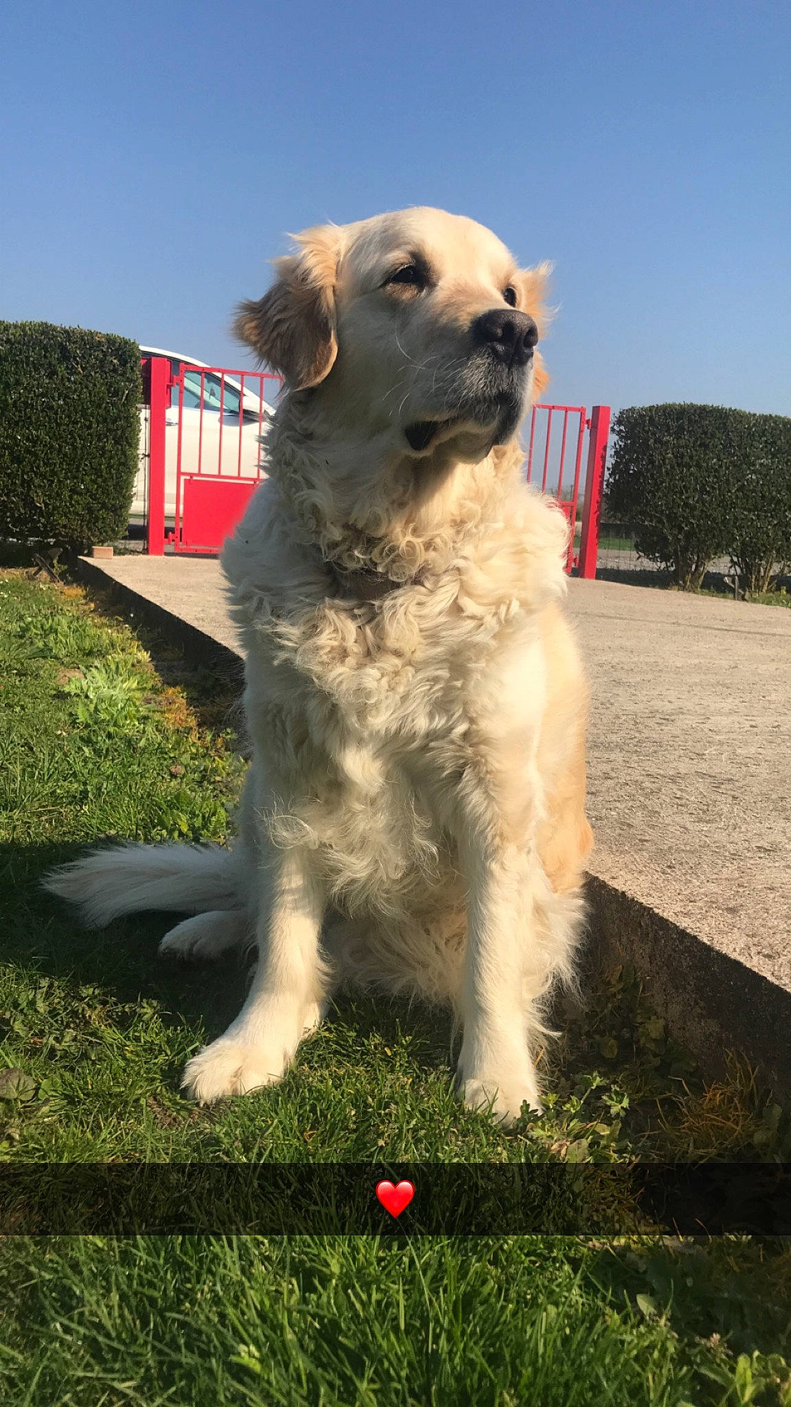 Horka participe au concours pour gagner de l'argent avec cette photo : ball, canidae, carnivore, companion_dog, dog, dog_breed, dog_supply, grass, gun_dog, hedge, lawn, retriever, snout, sporting_group, vertebrate, working_animal, working_dog, yard