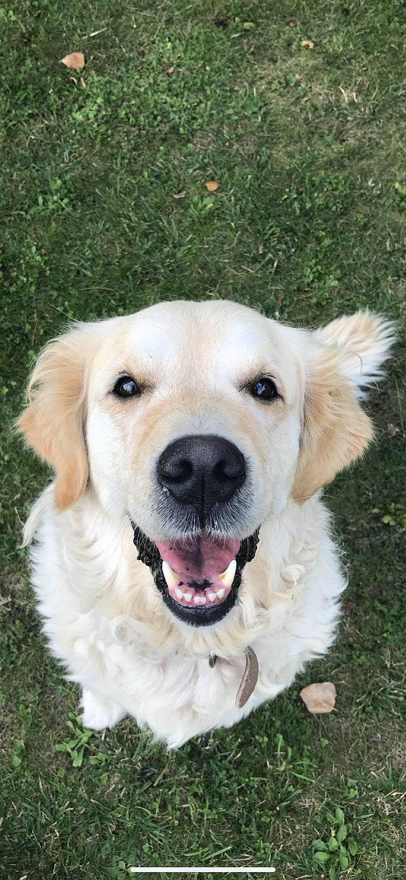 Horka a rejoint le concours — aidez-le/la à gagner de superbes lots ! beige, carnivore, companion_dog, dog, dog_breed, grass_family, iris, jaw, labrador_retriever, mammal, organ, retriever, skin, snout, sporting_group, tongue, tooth, vertebrate, whiskers, working_animal