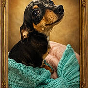 Halli is registered to the contest to win money with this photo: dog, small_dog, portrait, knit_blanket, turquoise_blanket, golden_frame, cute, pet, animal, cozy, indoor, looking_up, black_and_tan, fur, ears, snout, whiskers, close_up, warm_colors, soft_texture