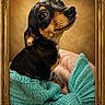 dog, small_dog, portrait, knit_blanket, turquoise_blanket, golden_frame, cute, pet, animal, cozy, indoor, looking_up, black_and_tan, fur, ears, snout, whiskers, close_up, warm_colors, soft_texture