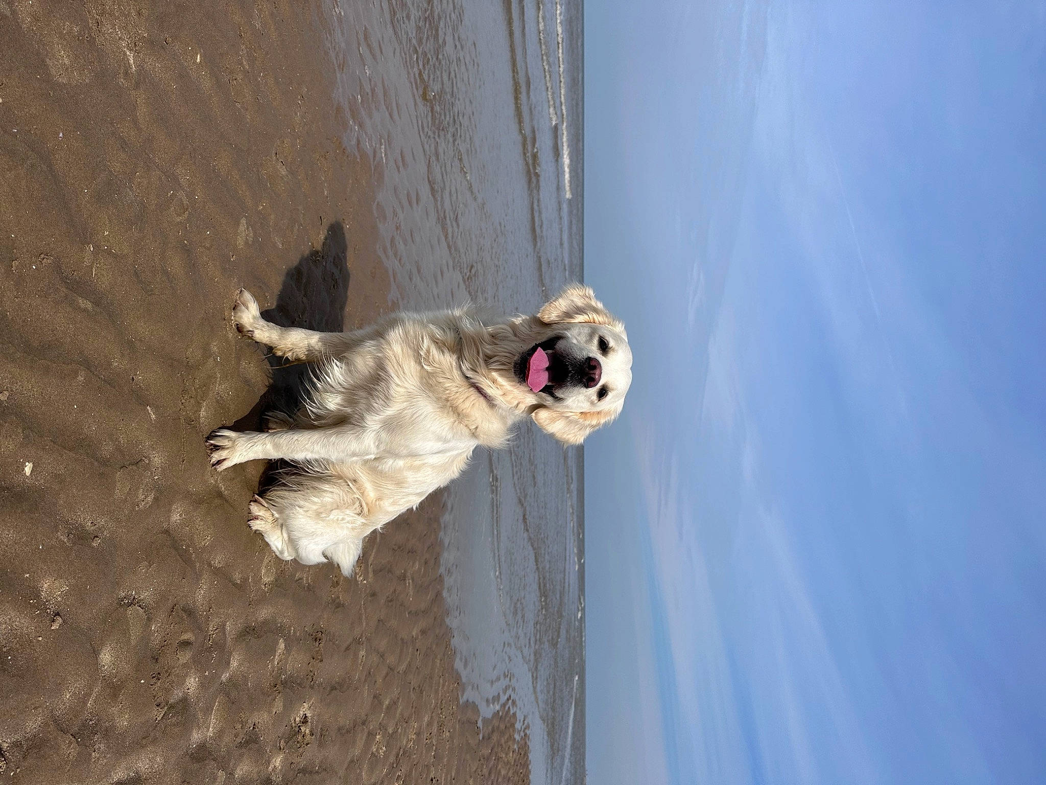 Betty is registered to the contest to win money with this photo: beach, canidae, carnivore, cloud, collar, companion_dog, dog, dog_breed, dog_collar, fawn, fun, lake, landscape, leash, plant, shadow, sky, sporting_group, water, wood