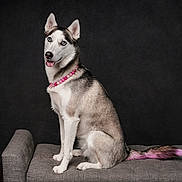 Kida is registered to the contest to win money with this photo: dog, siberian_husky, blue_eyes, pink_necklace, pink_tail, pet, animal, sitting, gray_bench, studio, portrait, domestic_dog, fur, canine, cute, indoor, looking_at_camera, isolated, playful, decorative