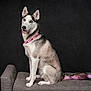 dog, siberian_husky, blue_eyes, pink_necklace, pink_tail, pet, animal, sitting, gray_bench, studio, portrait, domestic_dog, fur, canine, cute, indoor, looking_at_camera, isolated, playful, decorative