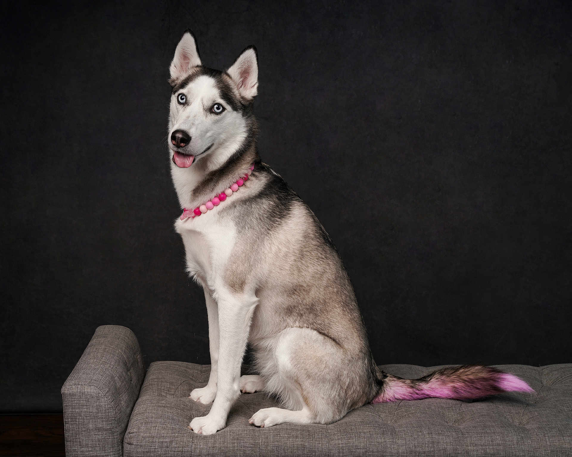 Kida is registered to the contest to win money with this photo: dog, siberian_husky, blue_eyes, pink_necklace, pink_tail, pet, animal, sitting, gray_bench, studio, portrait, domestic_dog, fur, canine, cute, indoor, looking_at_camera, isolated, playful, decorative