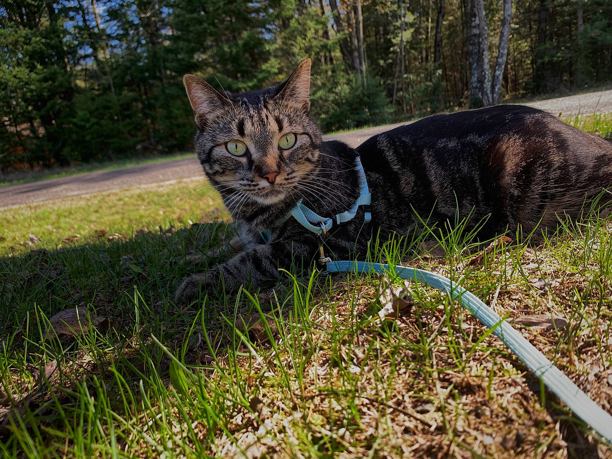 June joined the competition — help win amazing prizes! bobcat, carnivore, cat, domestic_short_haired_cat, felidae, fur, garden, grass, grass_family, groundcover, lynx, plant, small_to_medium_sized_cats, snout, soil, tail, terrestrial_animal, tree, whiskers, wildlife
