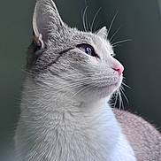 Elsa Mae is registered to the contest to win money with this photo: cat, animal, pet, feline, portrait, close_up, profile, whiskers, fur, fluffy, gray, white, pink_nose, blue_eye, ear, face, head, indoor, soft_lighting, looking_sideways