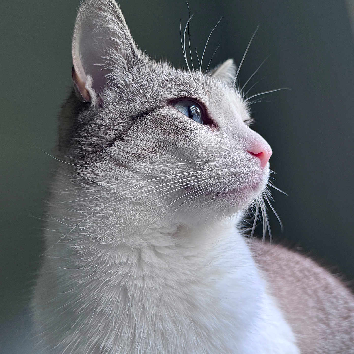 Elsa Mae is registered to the contest to win money with this photo: cat, animal, pet, feline, portrait, close_up, profile, whiskers, fur, fluffy, gray, white, pink_nose, blue_eye, ear, face, head, indoor, soft_lighting, looking_sideways